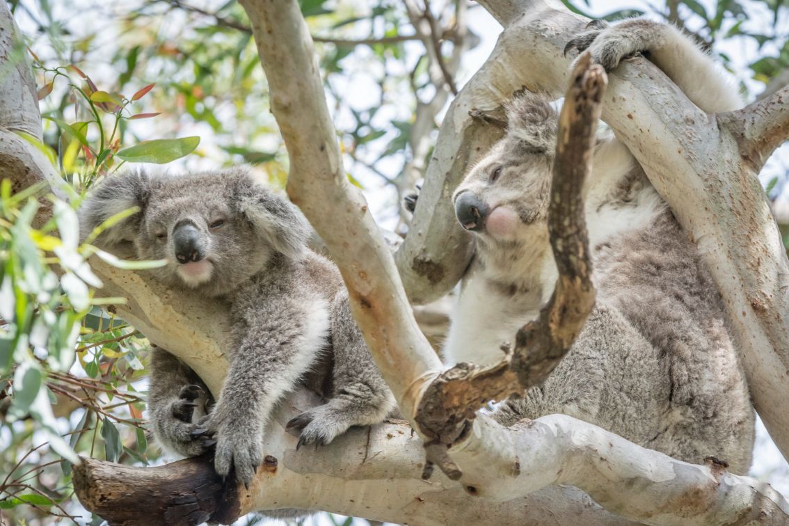 Raymond Island is popular for Koala spotting