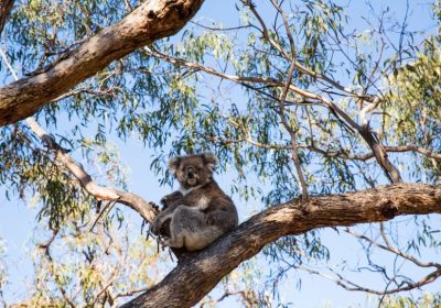 Visit koalas on Raymond Island